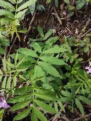 Cardamine macrophylla