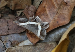 Chiasmia nora