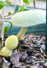 Leucocoprinus birnbaumii image