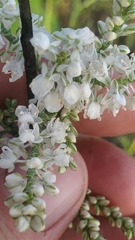Polygonella americana
