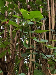 Amphidromus furcillatus