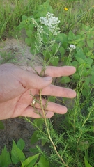 Polygonella americana