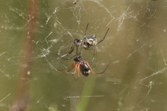 Frontinellina frutetorum