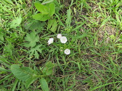 Callirhoe alcaeoides