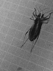 Oncocephalus nubilus