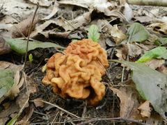 Gyromitra gigas