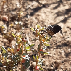 Brephidium metophis
