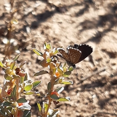 Brephidium metophis