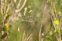 Frontinellina frutetorum