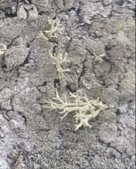 Usnea diplotypa