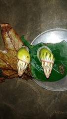 Amphidromus furcillatus