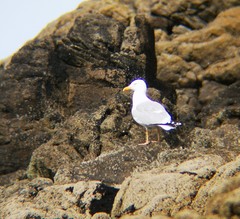 Larus argentatus