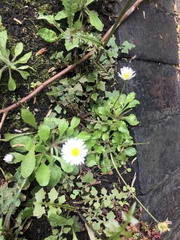 Bellis perennis