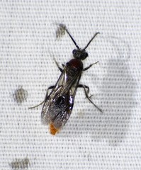 Sphaeropthalma marpesia