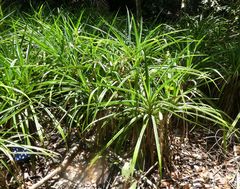 Pandanus candelabrum