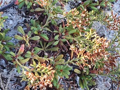 Limonium scabrum scabrum