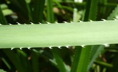 Pandanus candelabrum