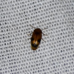 Diclidia