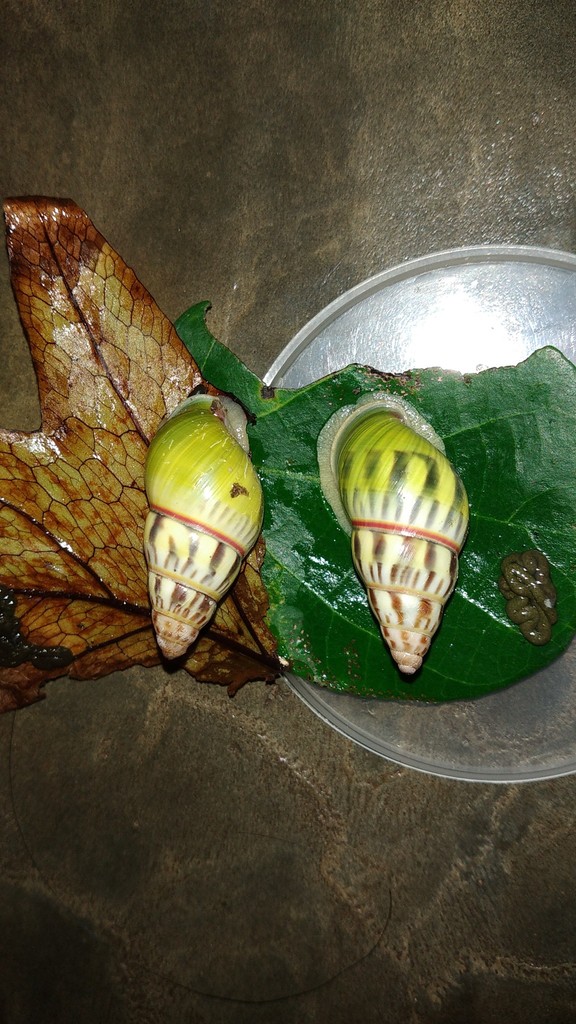 Amphidromus furcillatus