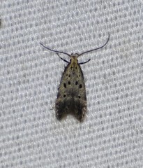 Neodactylota liguritrix