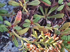 Limonium scabrum scabrum