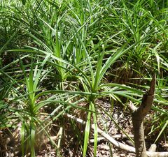 Pandanus candelabrum
