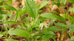 Disporum smilacinum