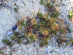 Limonium scabrum scabrum