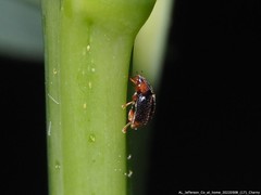 Caplothorax melanopterus