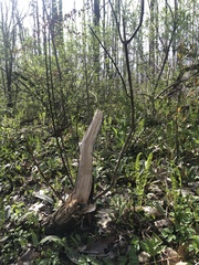 Matteuccia struthiopteris