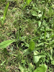 Plantago lanceolata