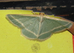 Mixocera frustratoria