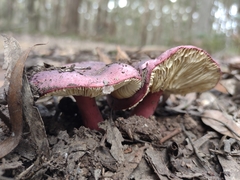 Russula lenkunya