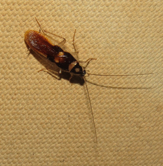 Supella dimidiata