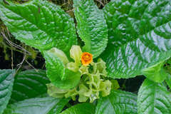 Chrysothemis friedrichsthaliana