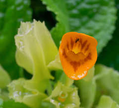 Chrysothemis friedrichsthaliana
