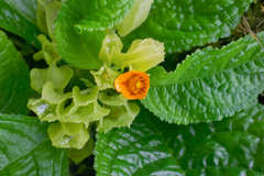 Chrysothemis friedrichsthaliana