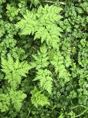 Anthriscus sylvestris