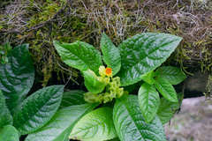 Chrysothemis friedrichsthaliana