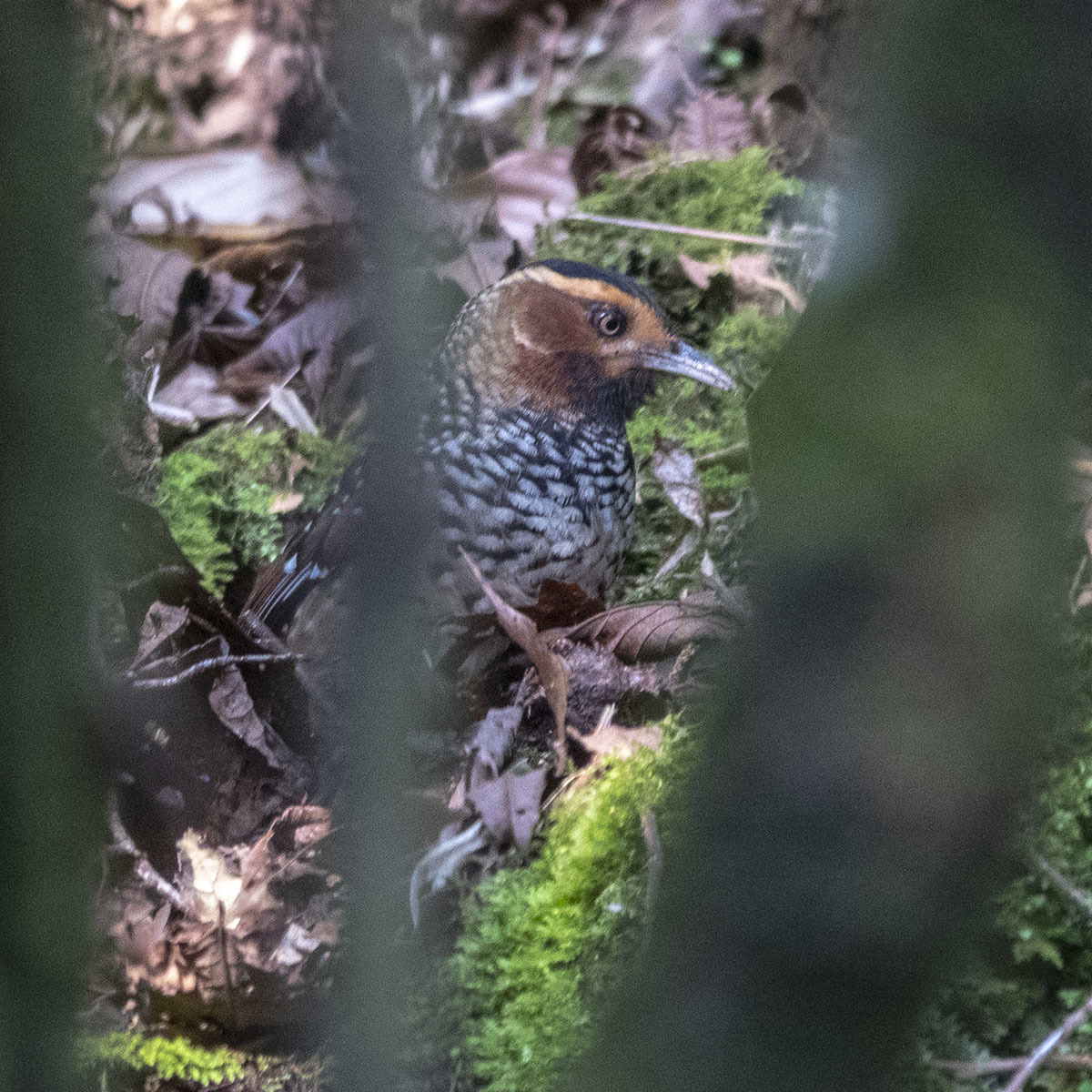 Spotted Laughingthrush