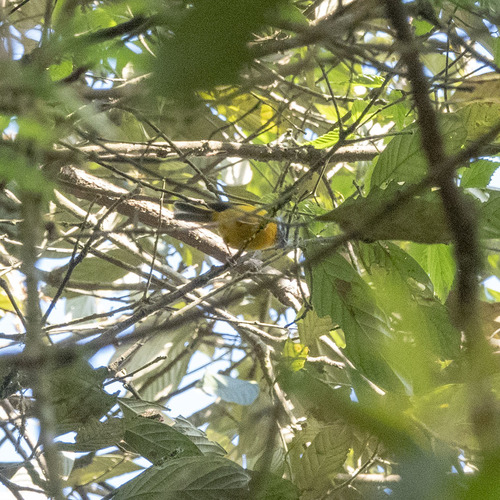 Golden-breasted Fulvetta (Lioparus chrysotis), photo 10