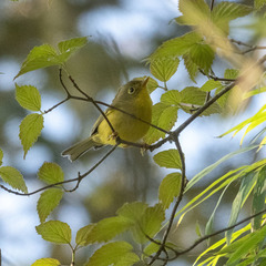 Phylloscopus burkii