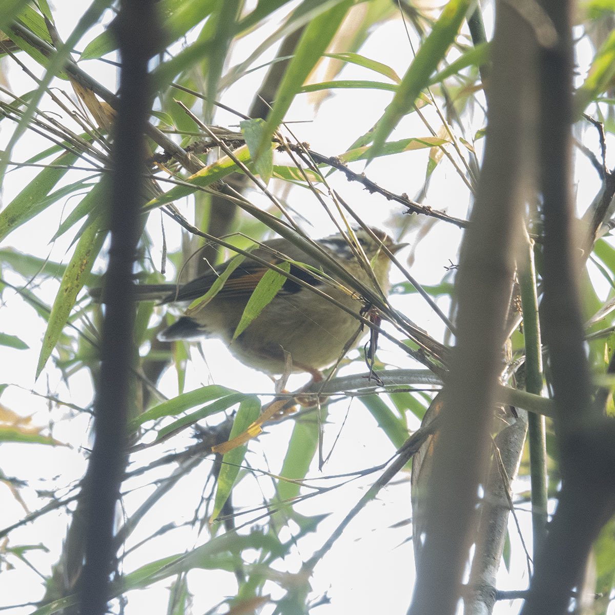 Rufous-winged Fulvetta