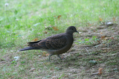 Streptopelia orientalis