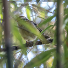 Schoeniparus castaneceps