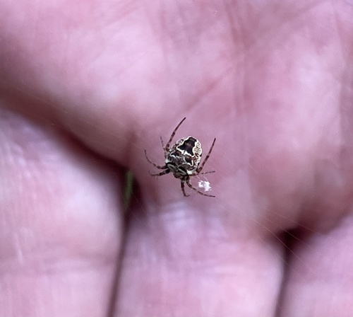 Zilla Orbweaver, Heumensoord, Malden, Gelderland, NL, photo 7 of 10