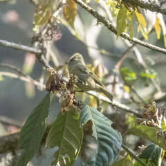 Sylviparus modestus