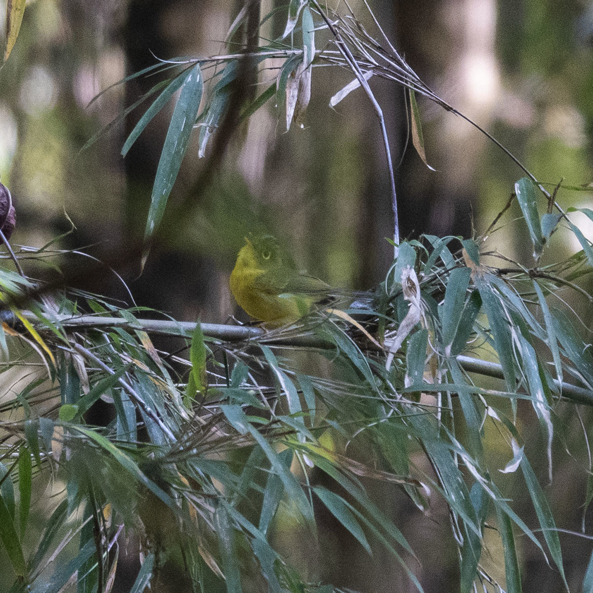 Whistler's Warbler