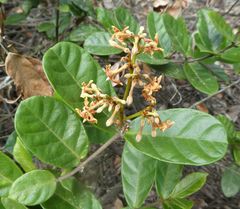 Isonema smeathmannii