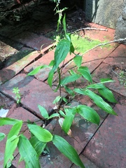 Dichanthelium latifolium
